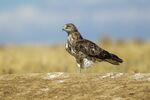 Short-toed Eagle - Castuera - Extremadura S4E6234 (14554066988).jpg