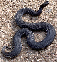 Vipera nikolski 001.jpg