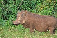 Warthog in Aberdare NP.jpg
