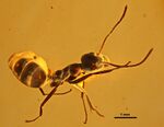 Yantaromyrmex geinitzi MBI2290 02.jpg