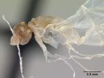 Anillidris bruchi casent0173341 profile 2.jpg