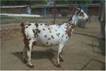 Barbari goat.jpg