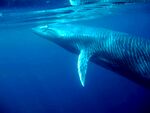 Bryde´s whale.jpg