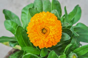 Calendula officinalis 31122014 (1).jpg