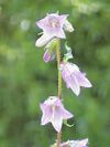 Campanula grossekii1.jpg