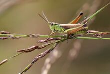 Chorthippus montanus DSC 6394M.JPG
