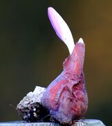 Colchicum autumnale ENBLA05.jpeg