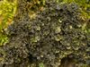 Fringed Kidney Lichen (4503083446).jpg