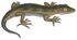 Hoplodactylus pomarii white background.jpg