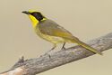 Lichenostomus melanops - Glen Davis.jpg