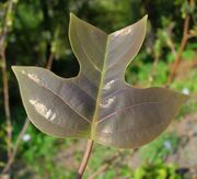 Liriodendron chinense 01.jpg