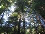 Navarro River Redwoods State Park.jpg