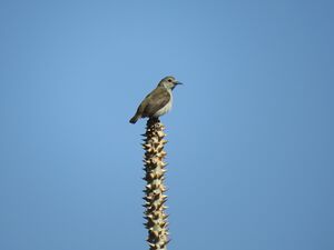 Nilgiri Flower Pecker..jpg