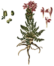 Pedicularis sylvatica, Flora Danica 225.png
