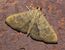 Psara obscuralis P1020421a.jpg