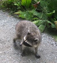 Racoon (3813039203).jpg