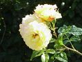 Rosa sp.254.jpg