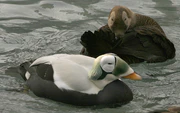 Spectacled Eider pair.jpg