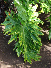 Starr 070123-3643 Philodendron bipinnatifidum.jpg