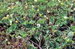 Trifoliumsubterraneum.jpg