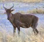 Tsessebe (Botswana).jpg