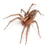 Agelenidae spider los angeles macro.jpg