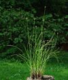Allium gunibicum.jpg