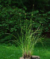 Allium gunibicum.jpg