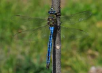 Anax imperator qtl1.jpg
