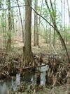 BattleCreekCypressSwamp3.JPG