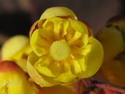 Berberis thunbergii 1 beentree.jpg