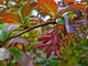 Berberis vulgaris 'Atropurpurea' 003.JPG