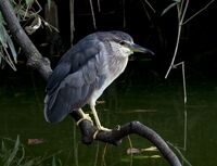 Black-crowned night heron (young bird), Tennōji Park.jpg