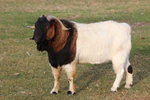 Boer goat.jpg