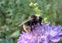 Bombus quadricolor03.jpg