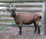 Bunte Deutsche Edelziege 2.jpg