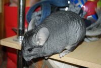 Chinchilla 4.JPG