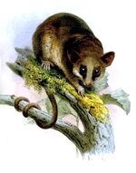 DidelphysWaterhousiiWolf.jpg