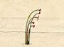 Ehret-Methodus Plantarum Sexualis-O.jpg