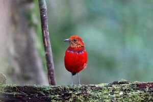 Erythropitta arquata (Blue-banded Pitta).jpg