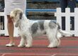 Grand Basset Griffon Vendéen in Tallinn 2.JPG
