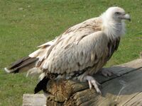 Gyps himalayensis, Sup himálajský.jpg