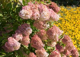 Гортензия метельчатая 'Grandiflora'