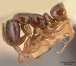 Hypoponera punctatissima indifferens casent0101017 profile 1.jpg