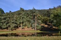 La foret des cedres de Theniet El Had Algerie 20.jpg