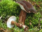 Lactarius ligniotus.jpg