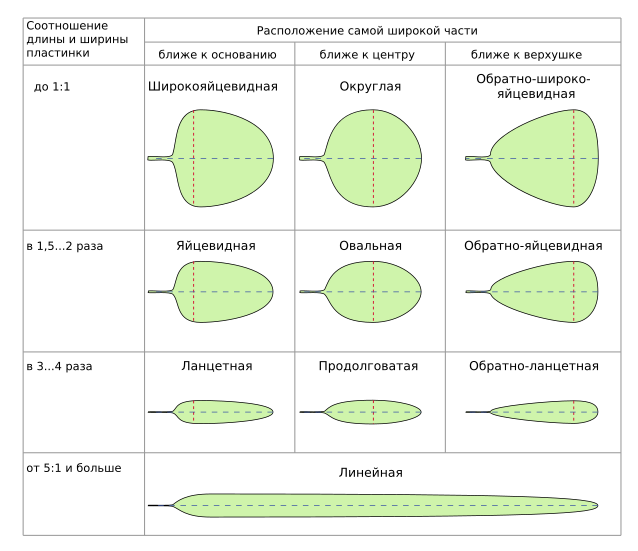 Leaf shape diagrams simple.svg