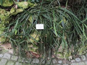 Lepismium cruciforme - Palmengarten Frankfurt - DSC01721.JPG