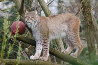 Lynx (17055457485).jpg