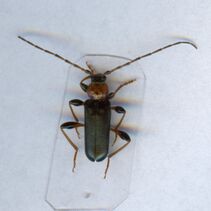 Phymatodes testaceus.jpg